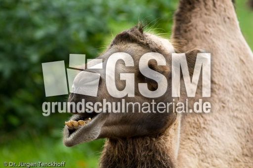 Kamel (35 von 108).jpg